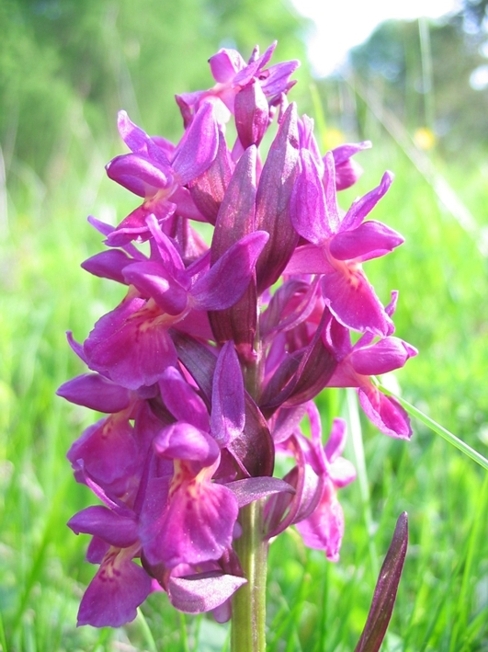 Dactylorhiza sambucina / Orchide sambucina
